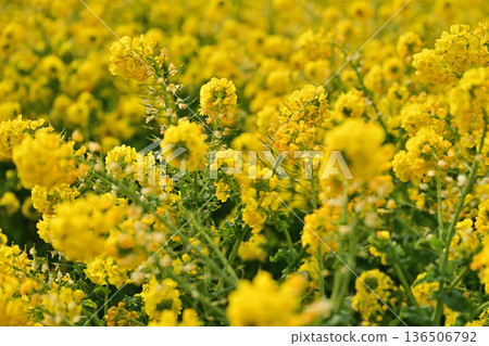 Yellow rape blossoms Yellow rape blossoms 136506792