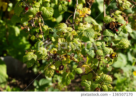 Raspberry plant branches with green and yellowed leaves showing signs of disease and red berries in summer garden sunlight Raspberry plant branches with green and yellowed leaves showing signs of disease and red berries in summer garden sunlight 136507170