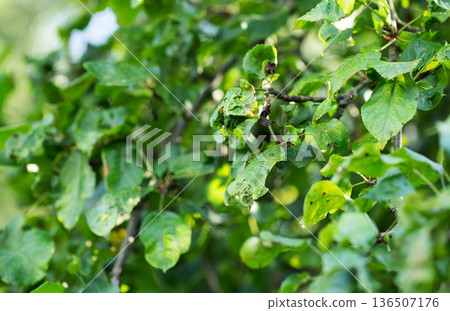 Diseased foliage of a fruit tree branch showing signs of plant pathology, damage, and spots on green leaves in sunlight 136507176