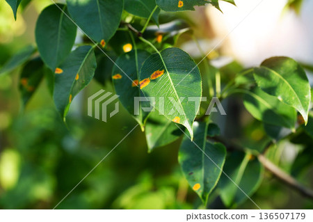 Close up view of green leaves on a fruit tree branch exhibiting numerous orange rust spots, indicating plant disease affecting foliage outdoors Close up view of green leaves on a fruit tree branch exhibiting numerous orange rust spots, indicating plant disease affecting foliage outdoors 136507179
