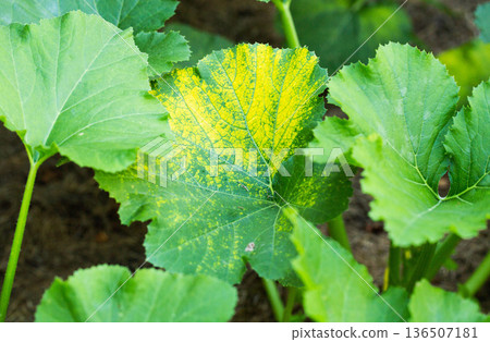 Close-up of vibrant green plant leaves with one leaf exhibiting prominent yellow discoloration, revealing signs of possible plant disease or nutrient deficiency in garden setting 136507181