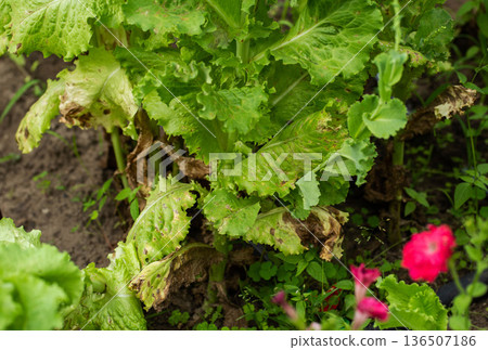 Green lettuce leaves show signs of disease or pest damage in outdoor garden cultivation, plant health concern for agriculture Green lettuce leaves show signs of disease or pest damage in outdoor garden cultivation, plant health concern for agriculture 136507186