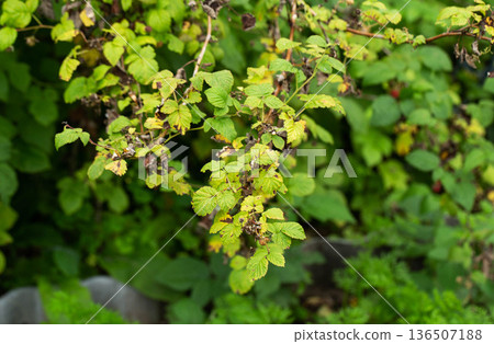 Raspberry plant leaves showing signs of disease, yellowing, brown spots, and damage on foliage, indicating plant health issues affecting fruit plant foliage. Raspberry plant leaves showing signs of disease, yellowing, brown spots, and damage on foliage, indicating plant health issues affecting fruit plant foliage. 136507188