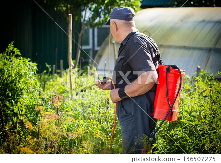 An elderly man at his dacha treats tomatoes against parasites and to stimulate growth in the summer, background. Copy space for text, industry An elderly man at his dacha treats tomatoes against parasites and to stimulate growth in the summer, background. Copy space for text, industry 136507275