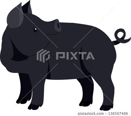 Cute black pig illustration. agricultural storytelling. 136507486