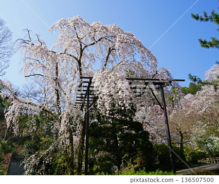 Hase-ji Temple cherry blossoms Nara Prefecture Hase-ji Temple cherry blossoms Nara Prefecture 136507500