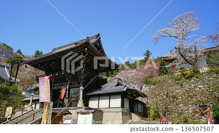 Hase-ji Temple cherry blossoms Nara Prefecture Hase-ji Temple cherry blossoms Nara Prefecture 136507507