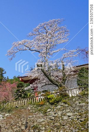 Hase-ji Temple cherry blossoms Nara Prefecture Hase-ji Temple cherry blossoms Nara Prefecture 136507508