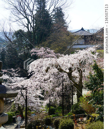 Hase-ji Temple cherry blossoms Nara Prefecture 136507513