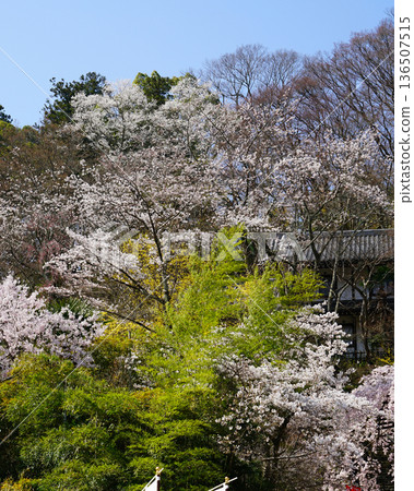 Hase-ji Temple cherry blossoms Nara Prefecture Hase-ji Temple cherry blossoms Nara Prefecture 136507515