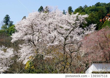 Hase-ji Temple cherry blossoms Nara Prefecture 136507518