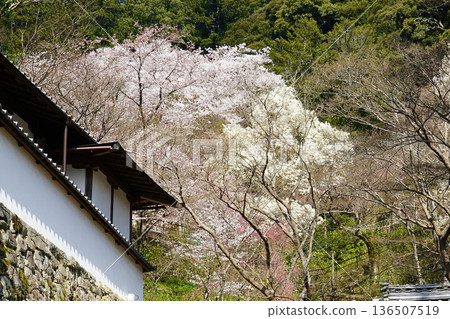 Hase-ji Temple cherry blossoms Nara Prefecture 136507519