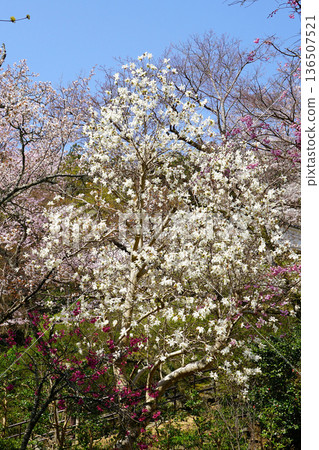 Hase-ji Temple cherry blossoms Nara Prefecture Hase-ji Temple cherry blossoms Nara Prefecture 136507521
