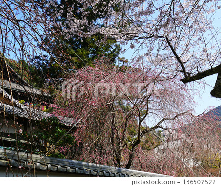 Hase-ji Temple cherry blossoms Nara Prefecture Hase-ji Temple cherry blossoms Nara Prefecture 136507522