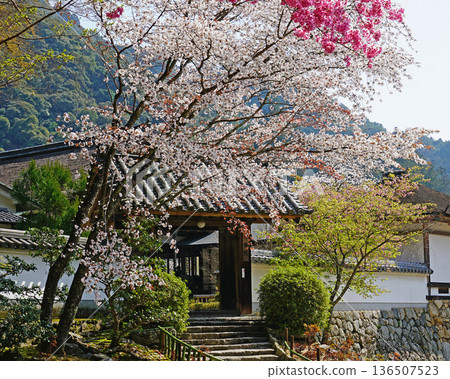 Hase-ji Temple cherry blossoms Nara Prefecture 136507523