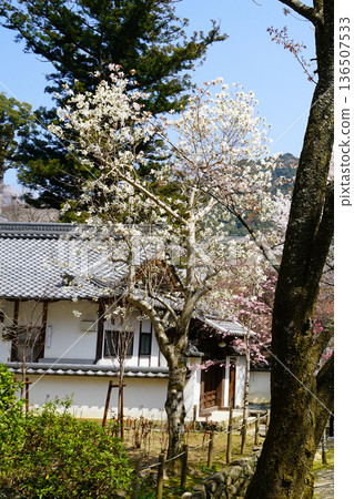 Hase-ji Temple cherry blossoms Nara Prefecture 136507533