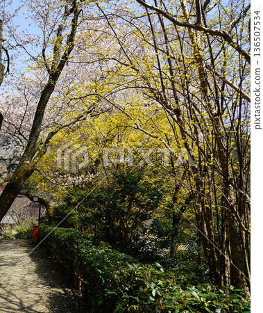 Hase-ji Temple cherry blossoms Nara Prefecture 136507534