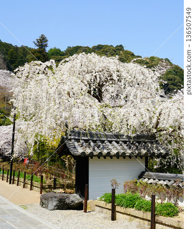 Hase-ji Temple cherry blossoms Nara Prefecture Hase-ji Temple cherry blossoms Nara Prefecture 136507549