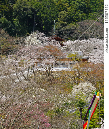 Hase-ji Temple櫻花奈良縣 136507552