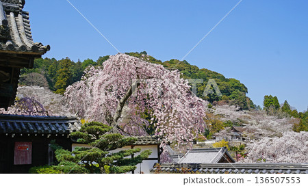 Hase-ji Temple櫻花奈良縣 Hase-ji Temple櫻花奈良縣 136507553