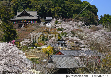 Hase-ji Temple cherry blossoms Nara Prefecture Hase-ji Temple cherry blossoms Nara Prefecture 136507554