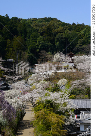 Hase-ji Temple cherry blossoms Nara Prefecture 136507556