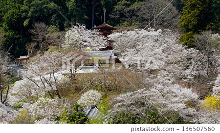 Hase-ji Temple cherry blossoms Nara Prefecture 136507560