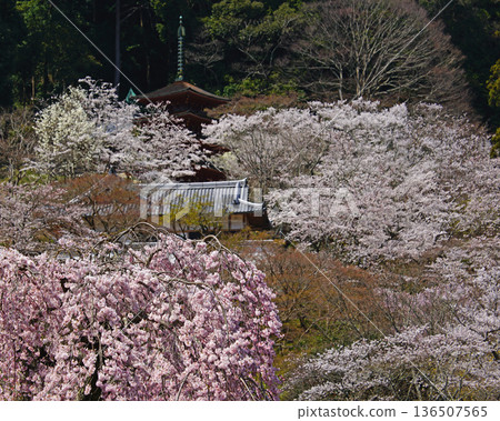 Hase-ji Temple櫻花奈良縣 Hase-ji Temple櫻花奈良縣 136507565