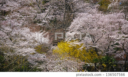 Hase-ji Temple cherry blossoms Nara Prefecture Hase-ji Temple cherry blossoms Nara Prefecture 136507566