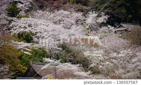 Hase-ji Temple cherry blossoms Nara Prefecture 136507567