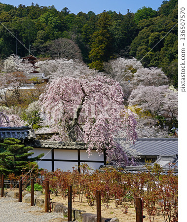 Hase-ji Temple cherry blossoms Nara Prefecture 136507570