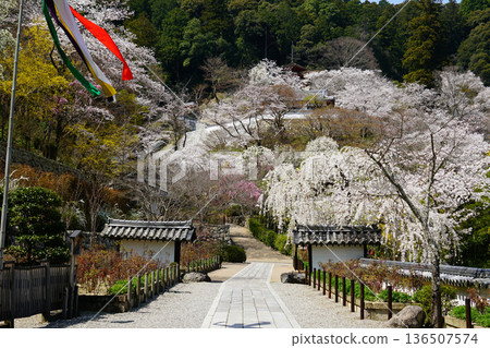 Hase-ji Temple cherry blossoms Nara Prefecture 136507574