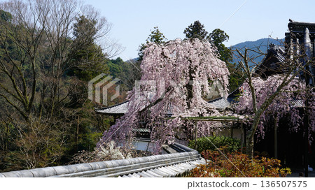 Hase-ji Temple櫻花奈良縣 136507575