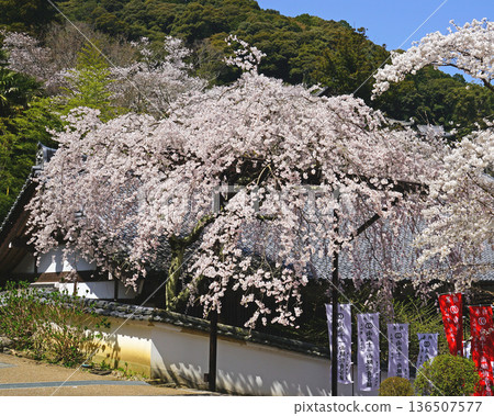 Hase-ji Temple cherry blossoms Nara Prefecture 136507577