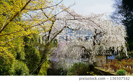 Hase-ji Temple cherry blossoms Nara Prefecture 136507582