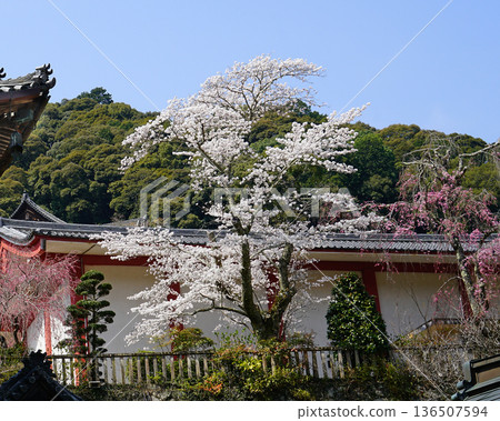 Hase-ji Temple櫻花奈良縣 136507594