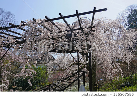 Hase-ji Temple cherry blossoms Nara Prefecture 136507596