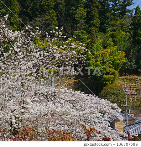 Hase-ji Temple cherry blossoms Nara Prefecture 136507599