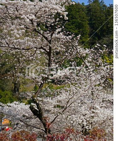 Hase-ji Temple cherry blossoms Nara Prefecture 136507600