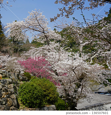 Hase-ji Temple cherry blossoms Nara Prefecture 136507601