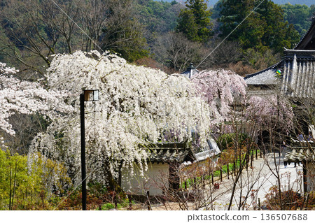 Hase-ji Temple cherry blossoms Nara Prefecture 136507688