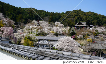 Hase-ji Temple櫻花奈良縣 136507696
