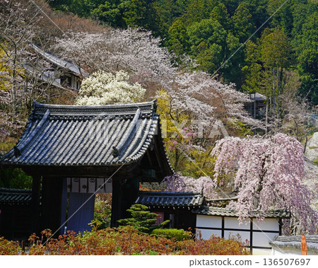 Hase-ji Temple cherry blossoms Nara Prefecture Hase-ji Temple cherry blossoms Nara Prefecture 136507697