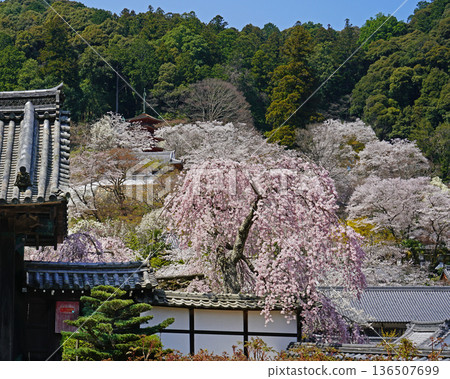Hase-ji Temple cherry blossoms Nara Prefecture Hase-ji Temple cherry blossoms Nara Prefecture 136507699