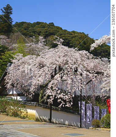 Hase-ji Temple cherry blossoms Nara Prefecture 136507704