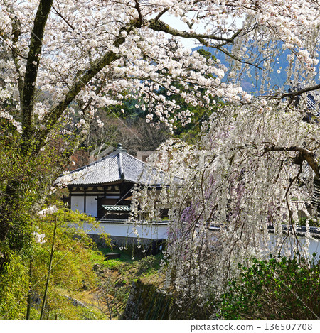 Hase-ji Temple cherry blossoms Nara Prefecture 136507708