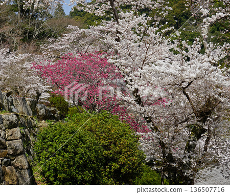 Hase-ji Temple cherry blossoms Nara Prefecture 136507716