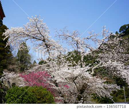 Hase-ji Temple cherry blossoms Nara Prefecture 136507718