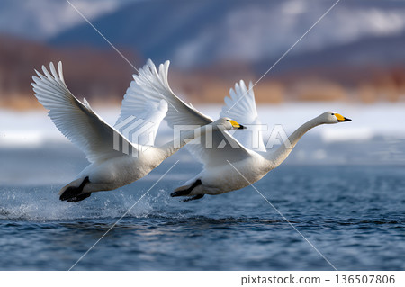 Two elegant swans taking flight over a serene lake with snow-capped mountains in the background 136507806