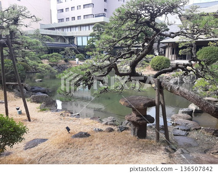 花園裡美麗的樹:松樹 花園裡美麗的樹:松樹 136507842